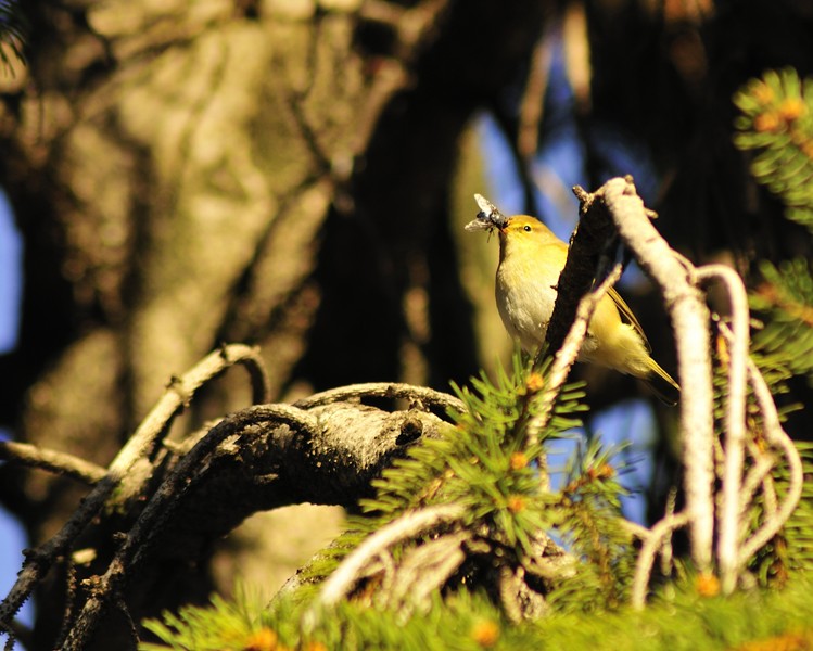 Lu� piccolo con preda